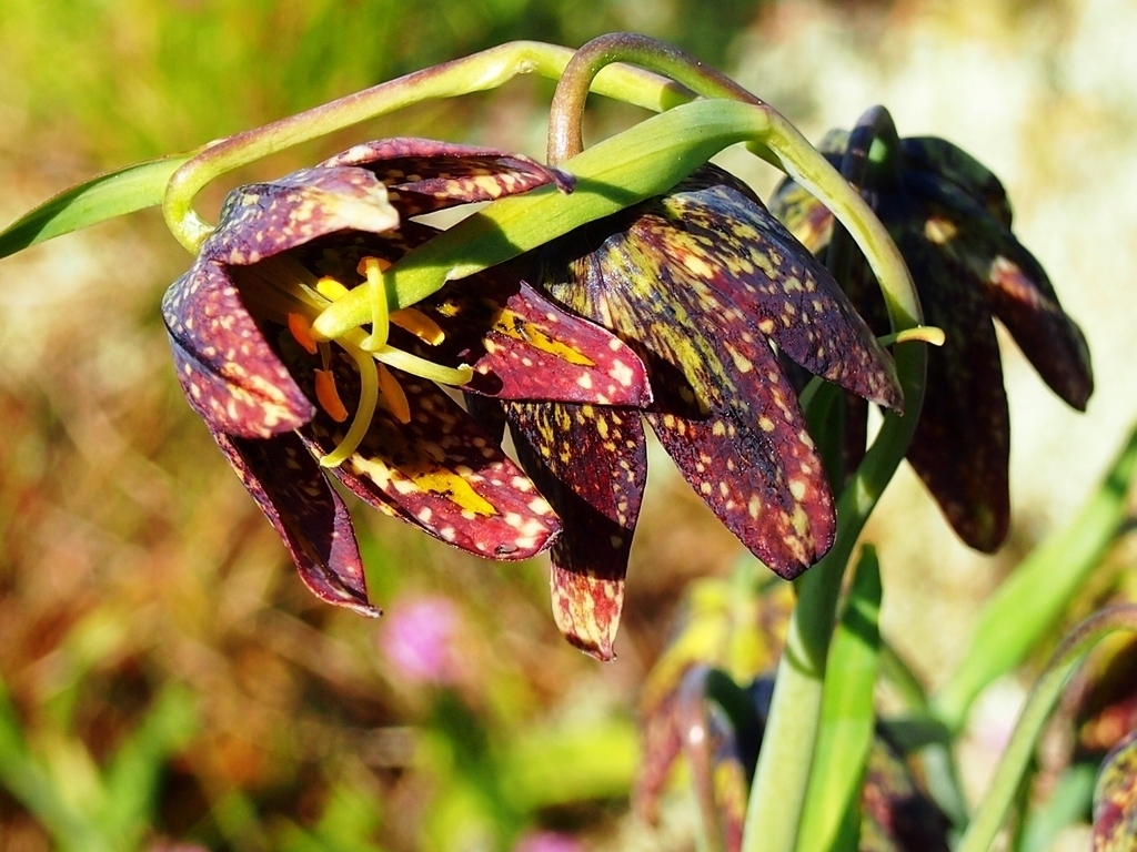 where the chocolate lilies bloom
