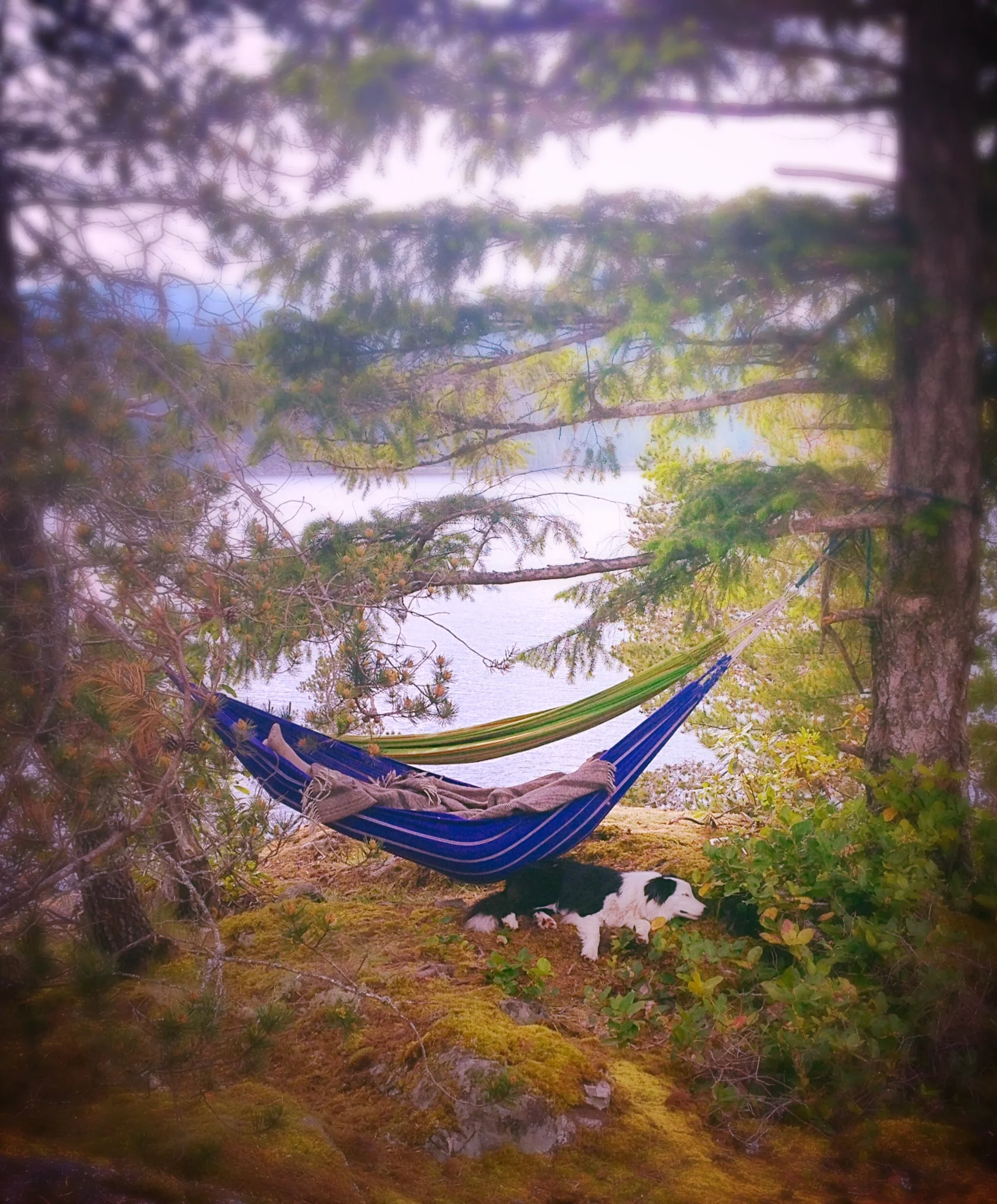 hammock.JPG