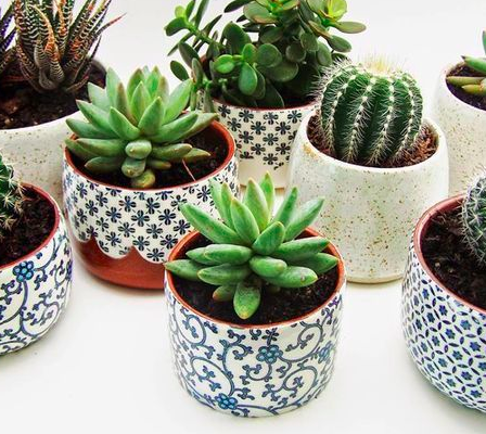 White and Blue Succulent Design