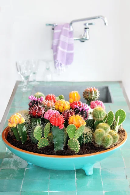 Blue Succulent Design in the Kitchen 