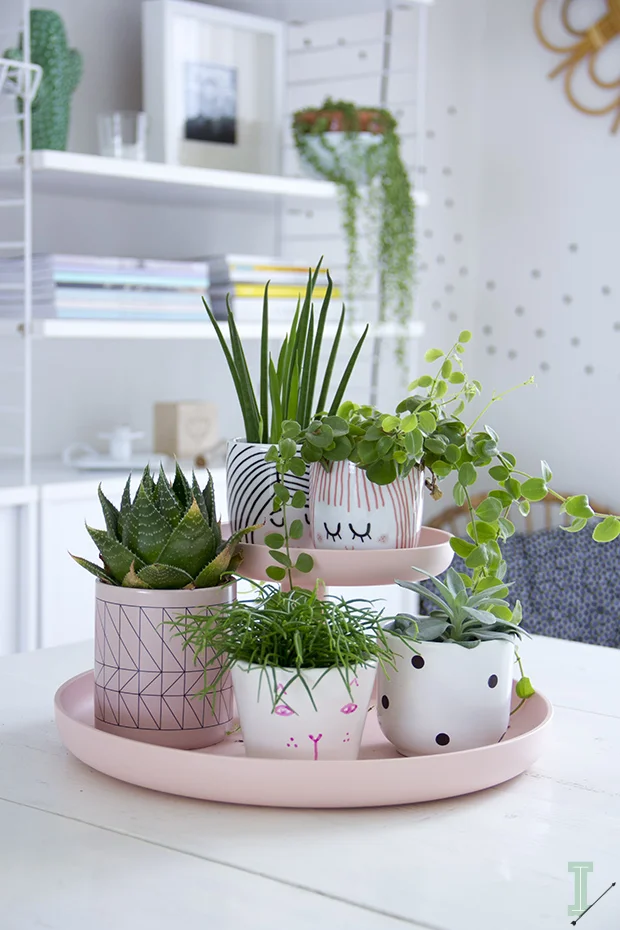 Pink Succulent Design 