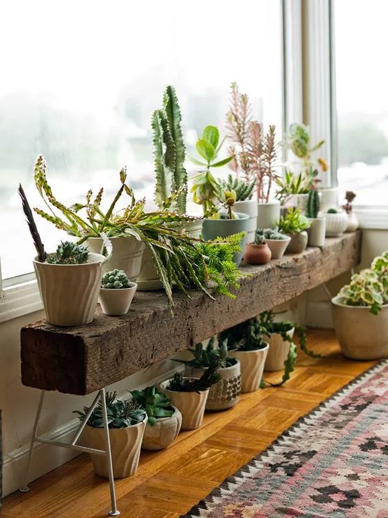 Living room succulent design 
