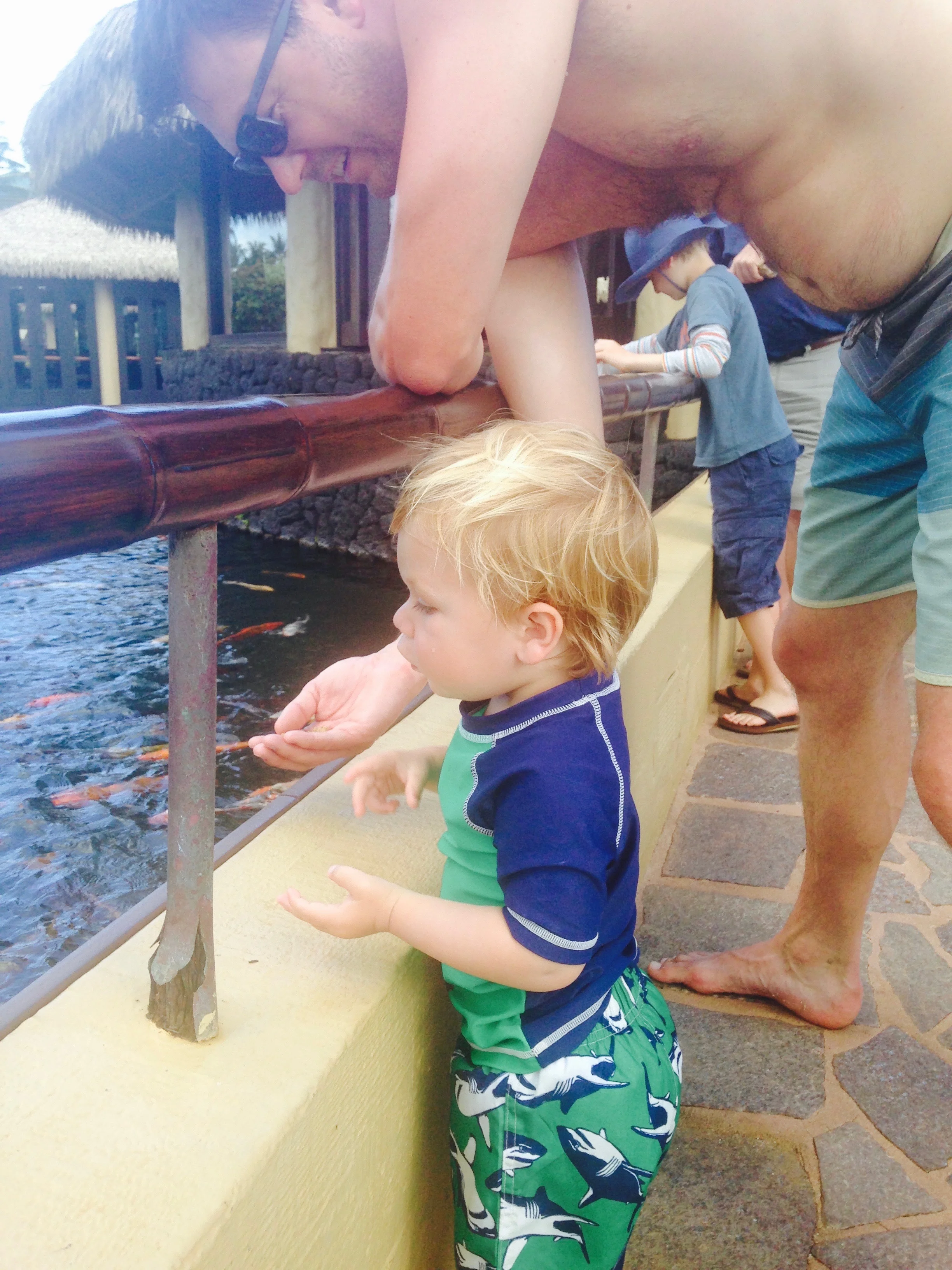 Koi Fish Feeding at Grand Hyatt Kauai 