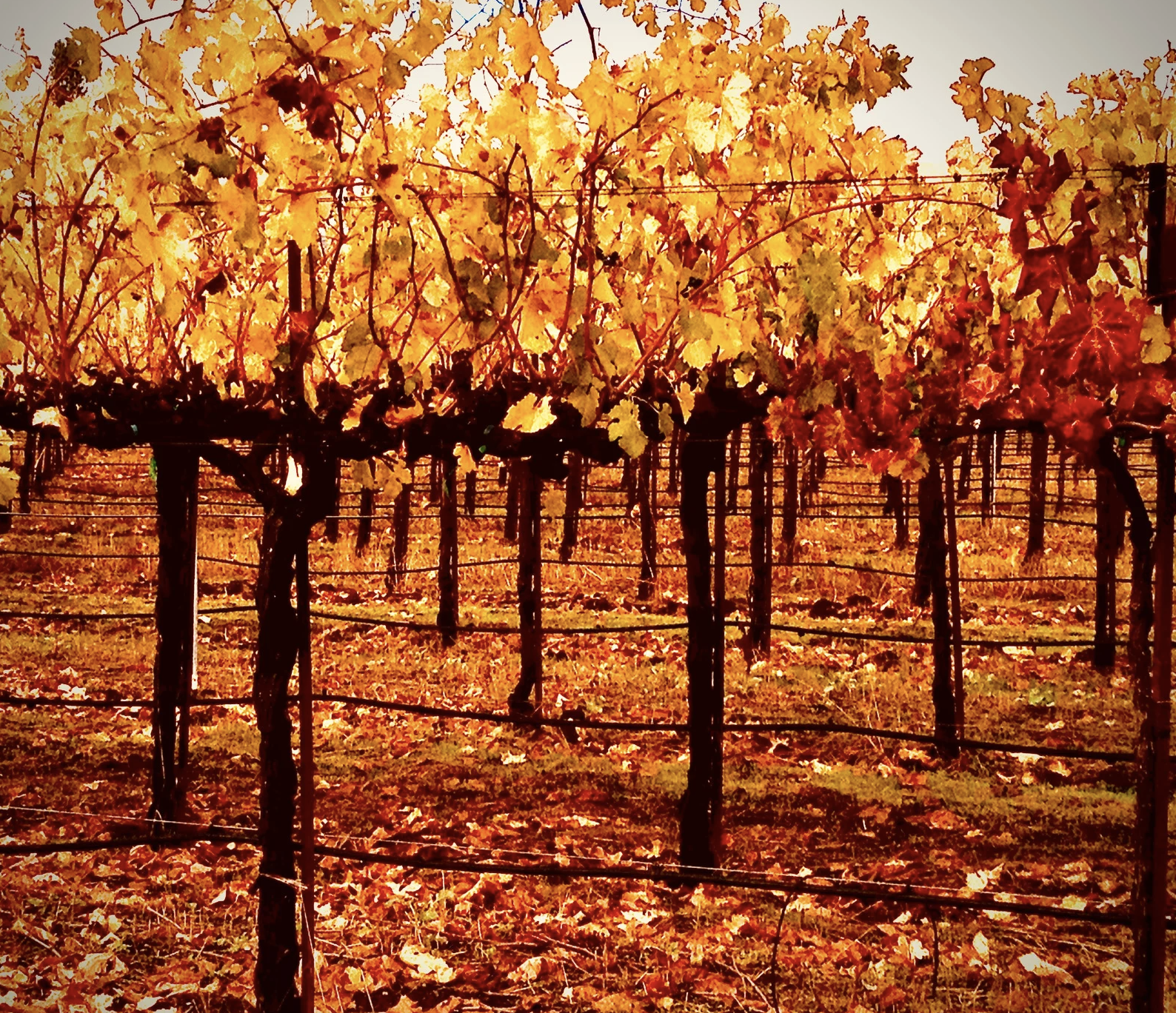 sonoma-ca-lifestyle-5.png