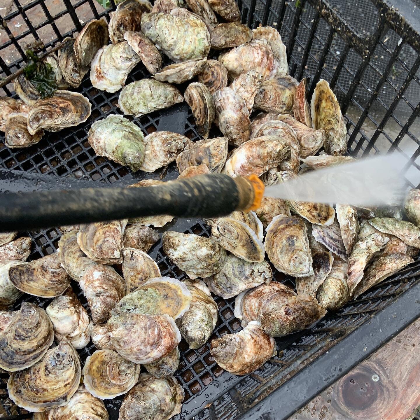 Happy national oyster day 🦪 thank goodness for @ccemarineprogram and our friends in the community who got us involved in this program 7 years ago. Still learning every year - this  year I have a few old boys with boring sponge 😫! #nationaloysterday