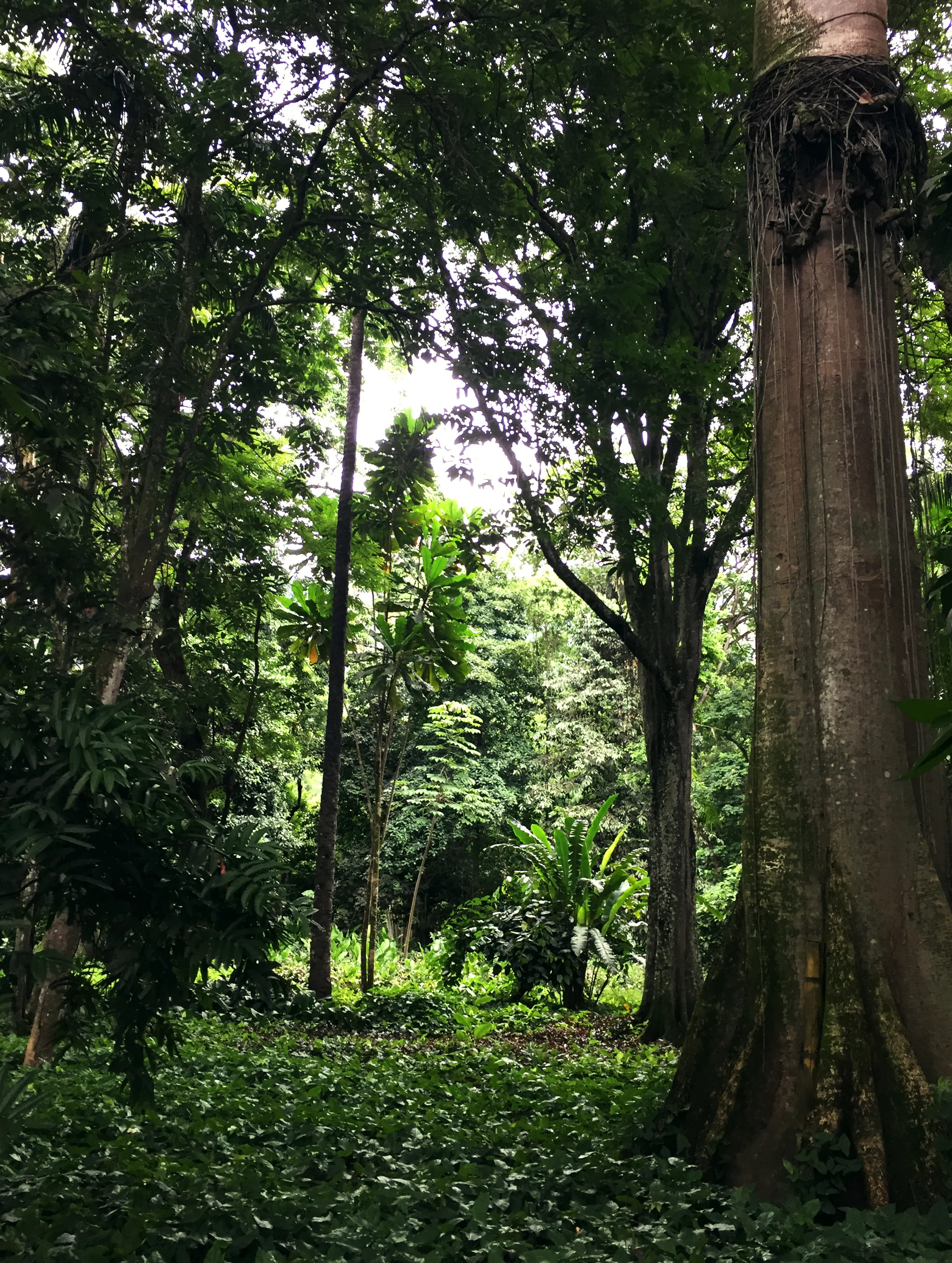jardimbotanico2.jpg