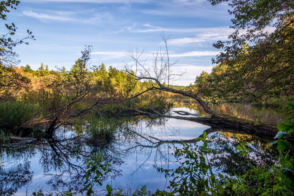 Evans Mill Pond