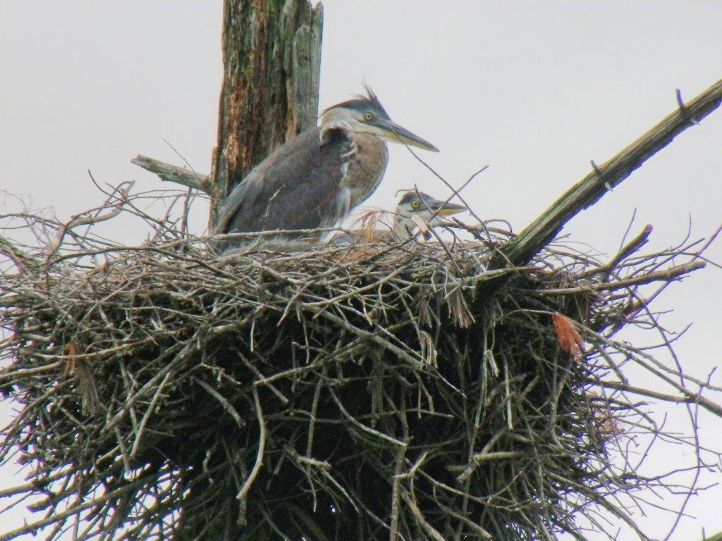 Herons at home