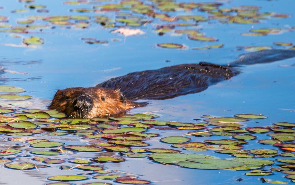 Curious beaver