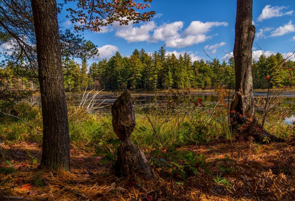 View from the Mill Pond Trail