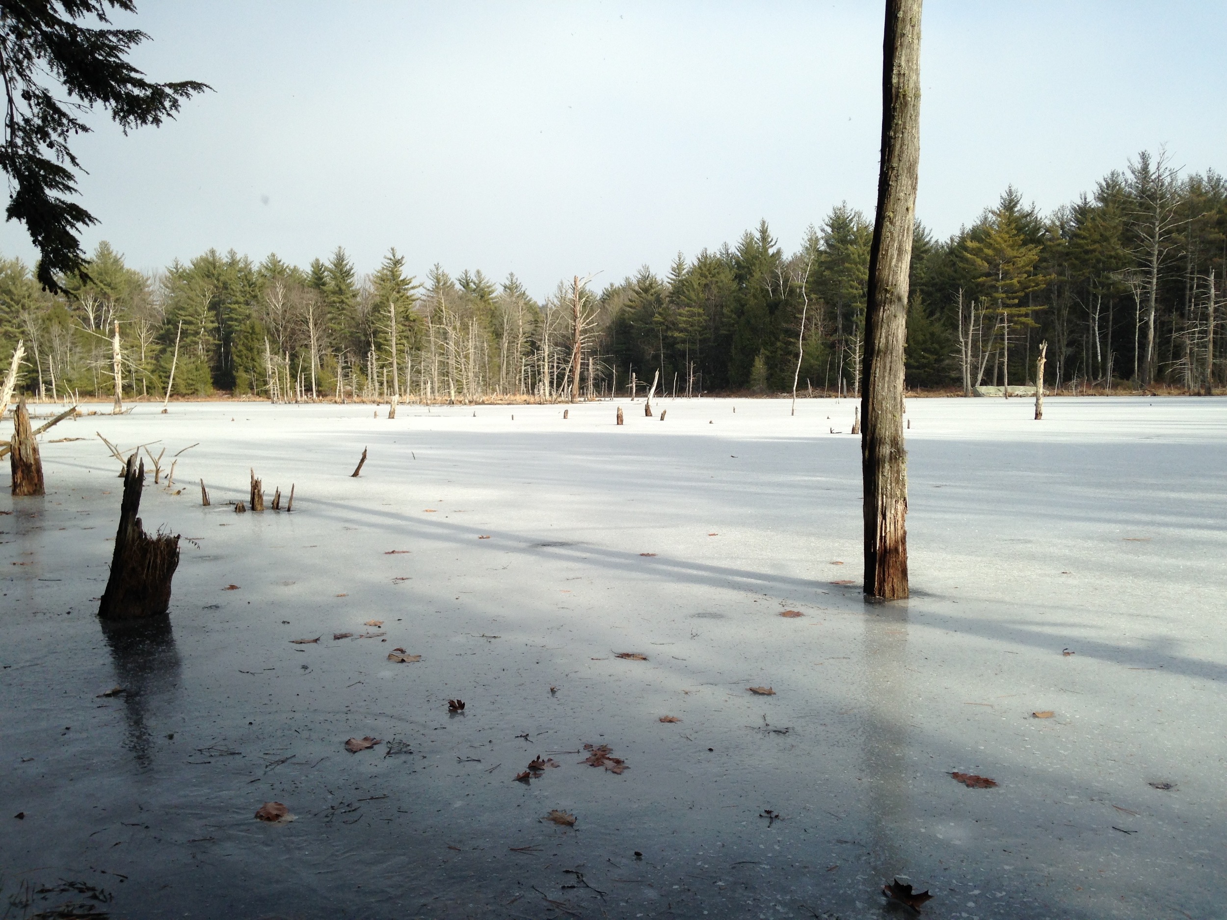 Beaver pond in winter