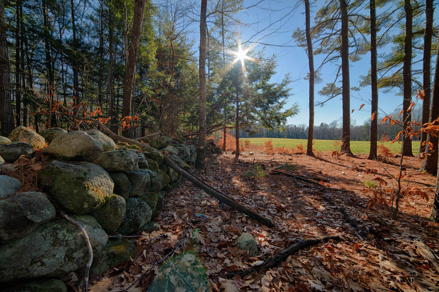  140 acres of managed forest land   Drew Groves photos  