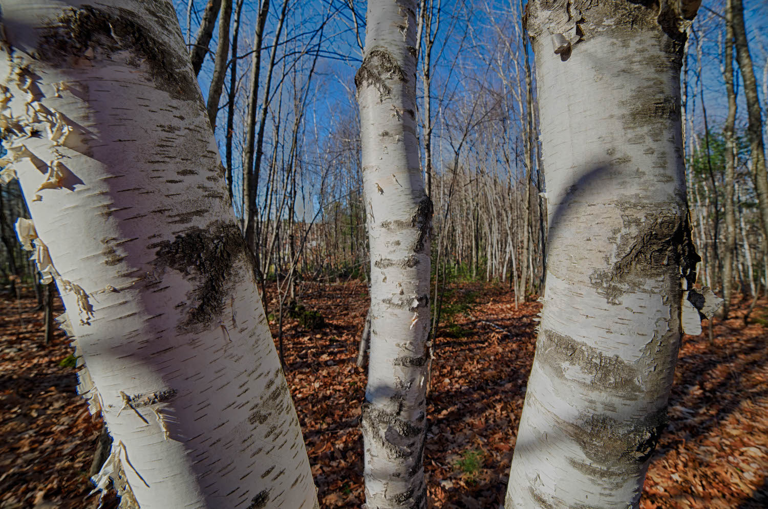 Exceptional wildlife habitat