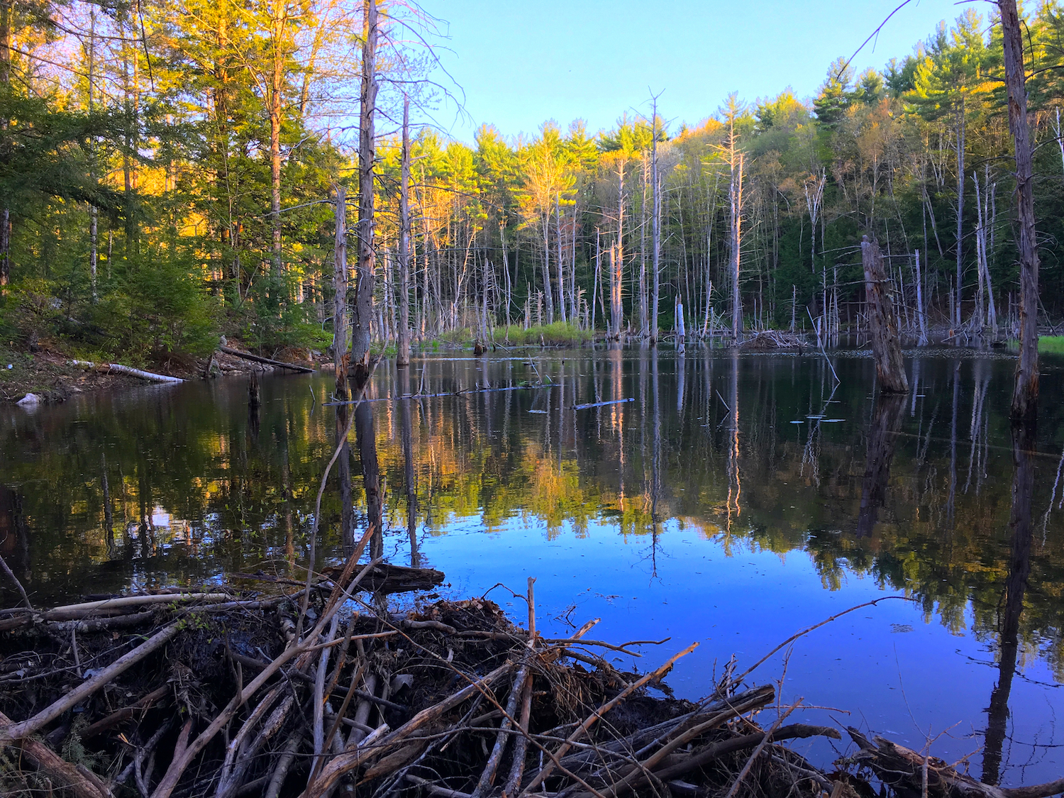 Quiet beaver pond
