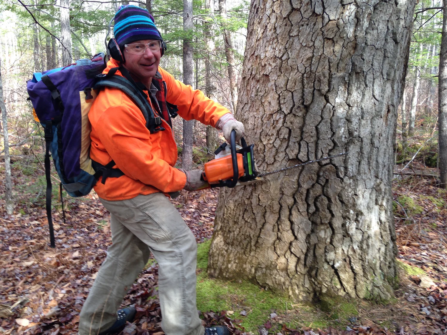 Don't worry. This rare Black Gum tree in the Kuncanowet was not actually harmed in the making of this photograph.