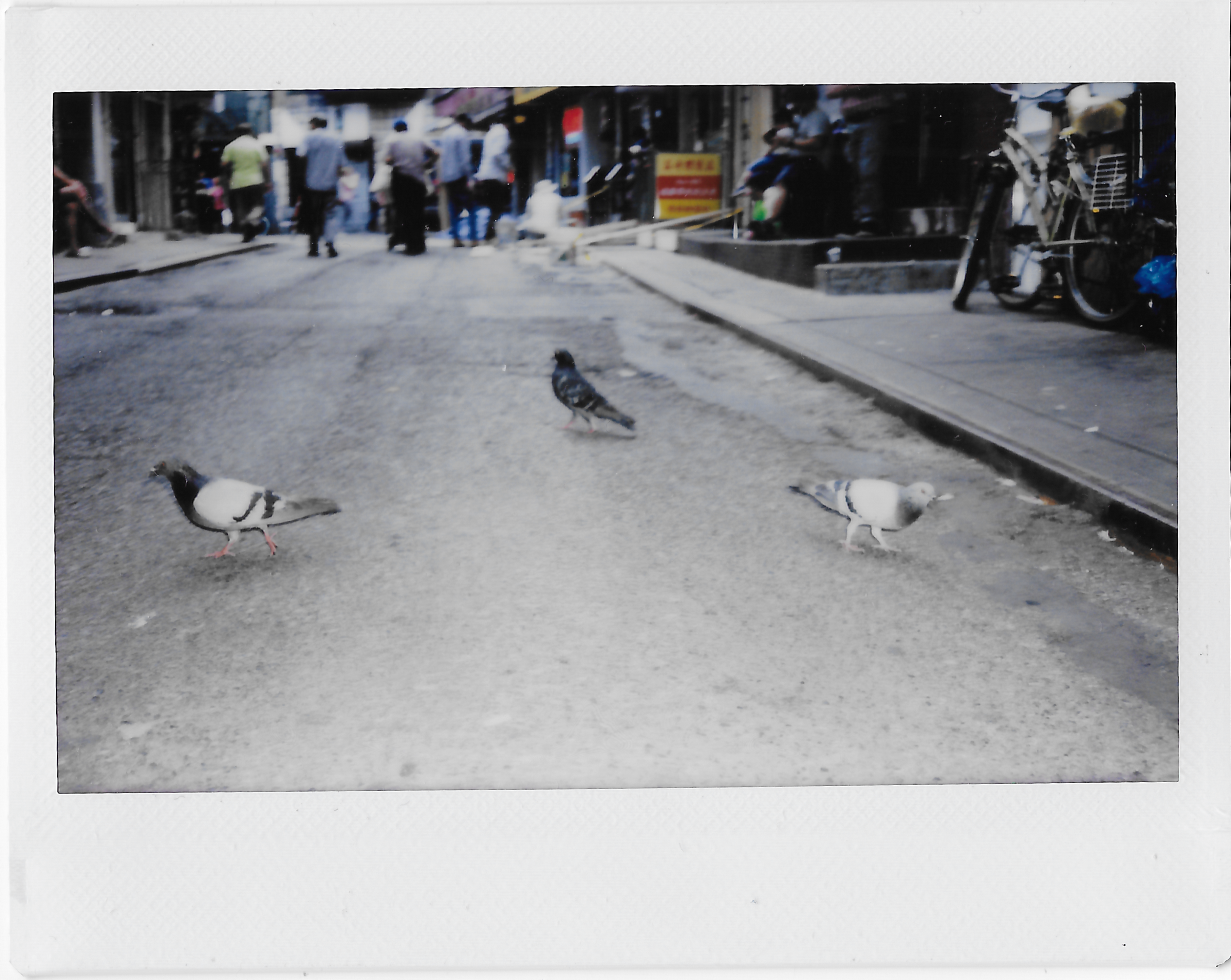 3pigeons_nothing2seehere_2017.png