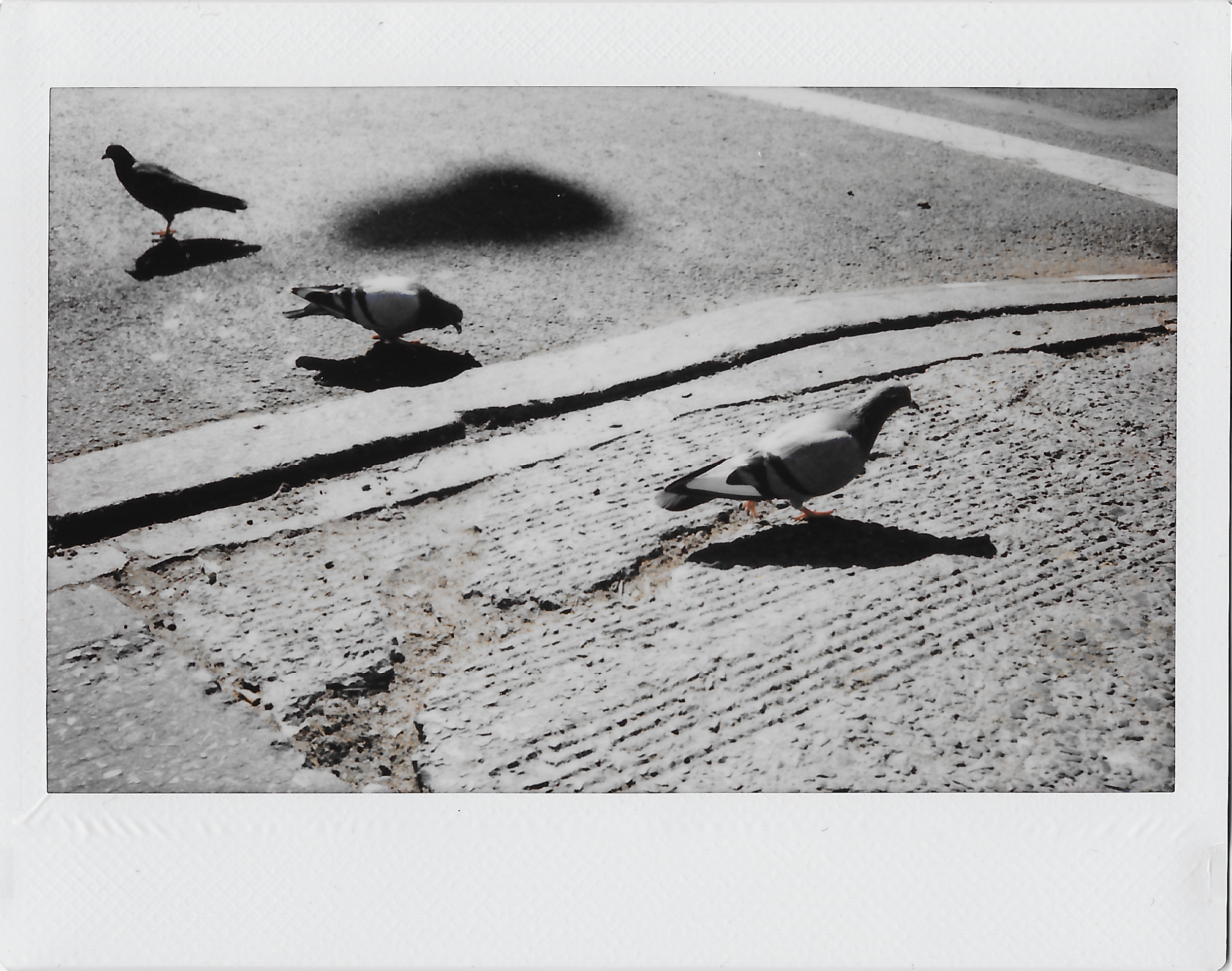 3_pigeons_eastvillage_2017.png