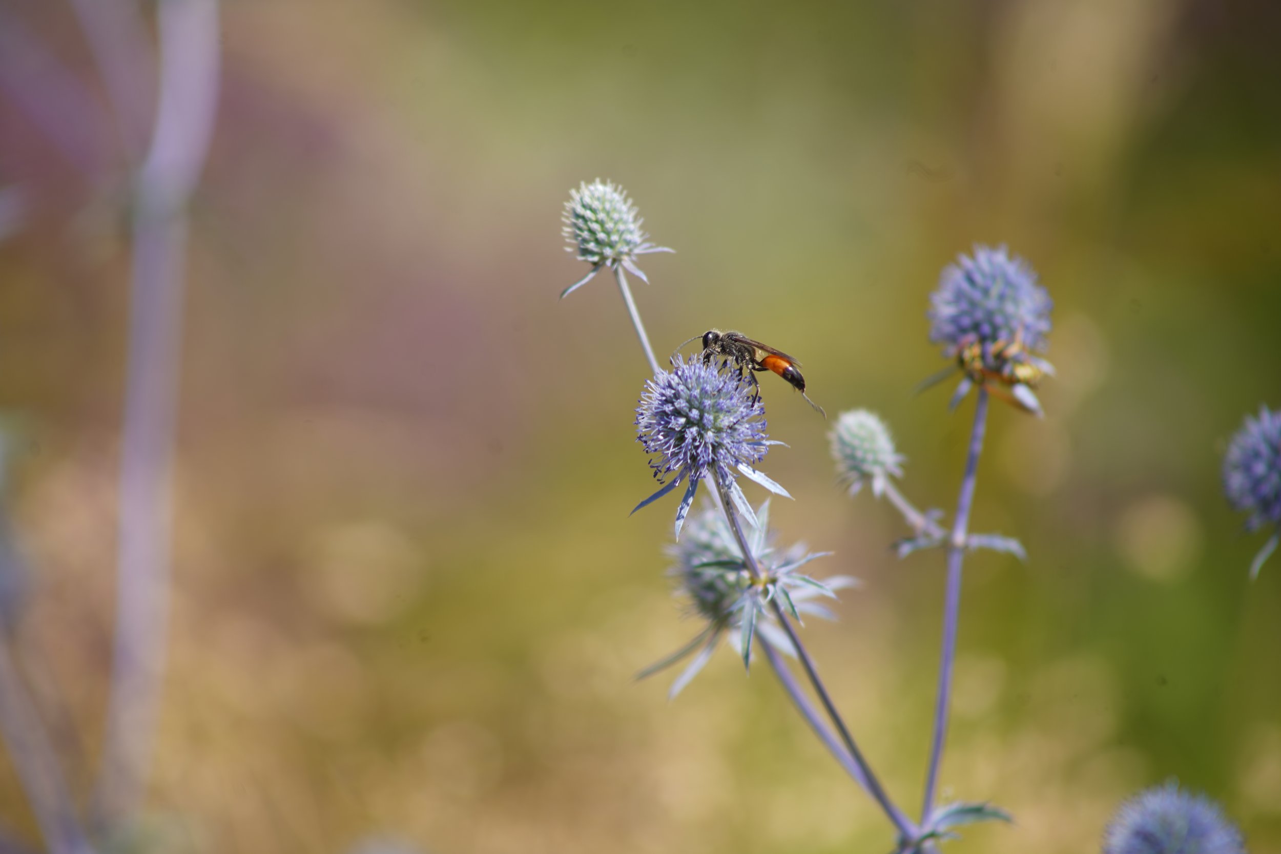 Insektenfreundliche Pflanzen wie Eryngium planum ”Blauer Zwerg”