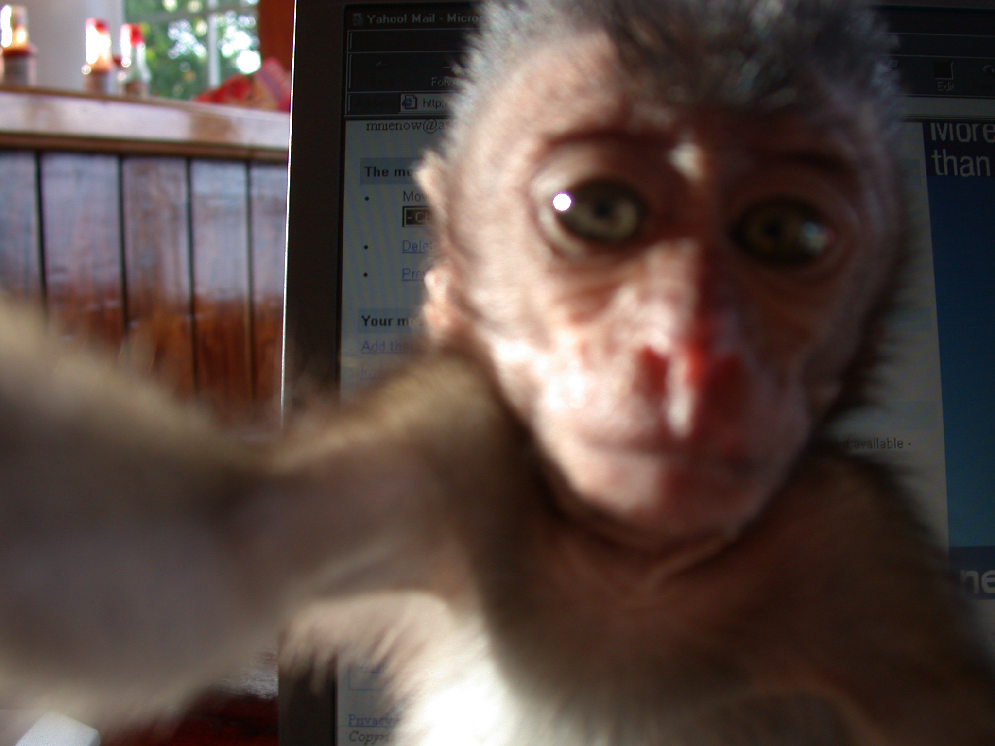 Monkey grabbing camera - Sheshunoff - abeginnersguidetoparadise.com.JPG