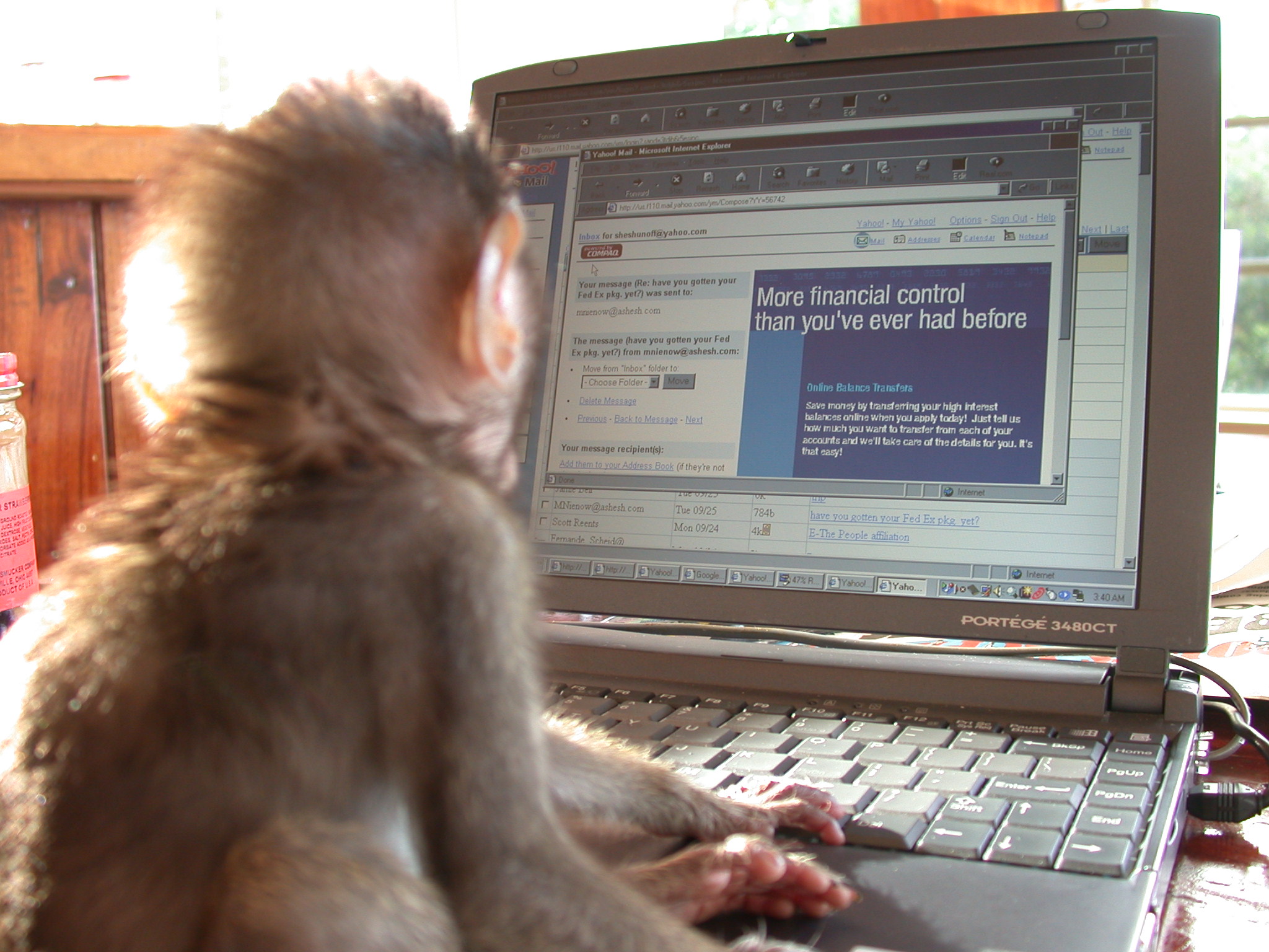 Monkey in front of a computer - Sheshunoff - abeginnersguidetoparadise.com.JPG