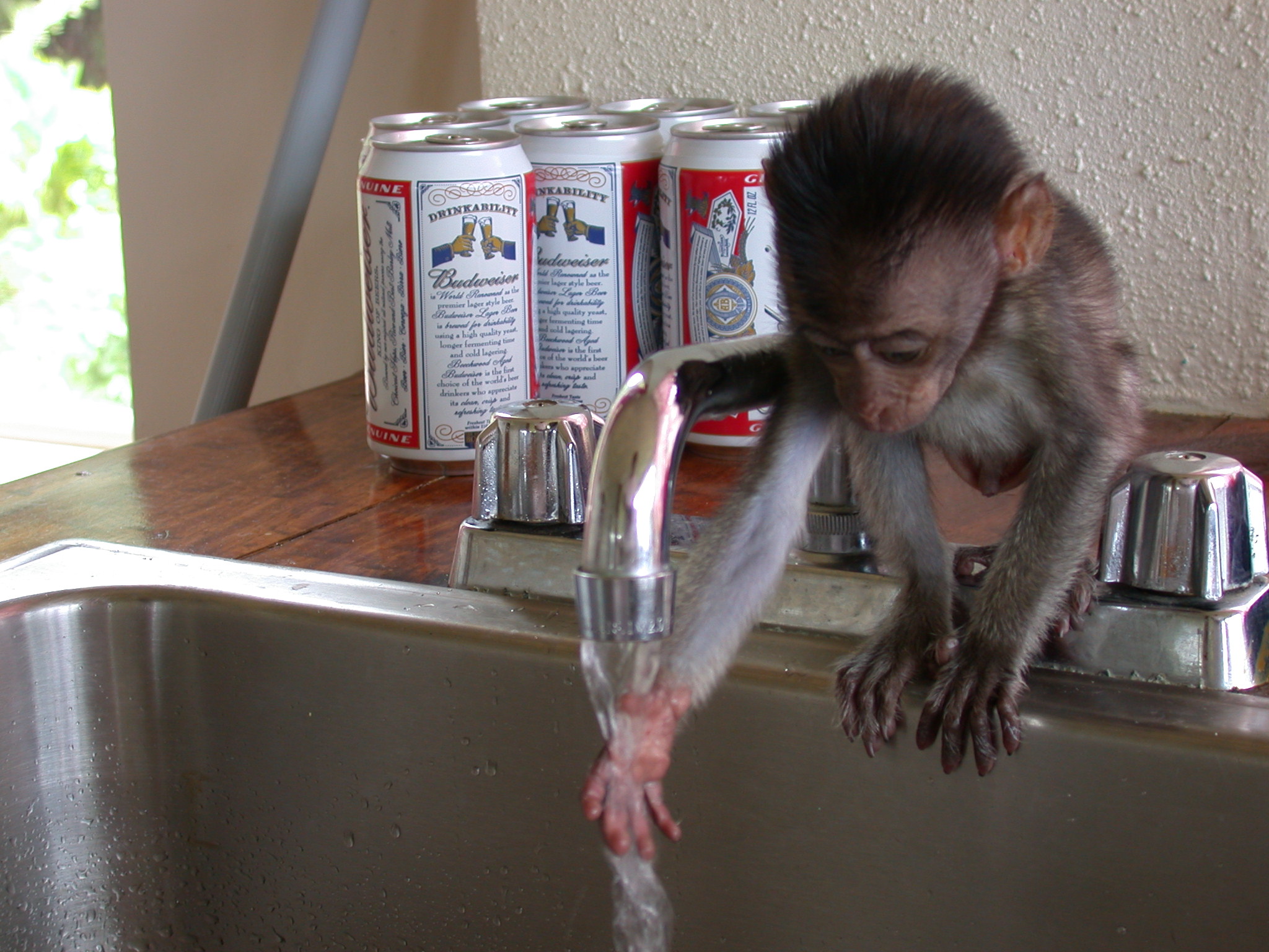 Monkey in sink - Sheshunoff - abeginnersguidetoparadise.com.JPG