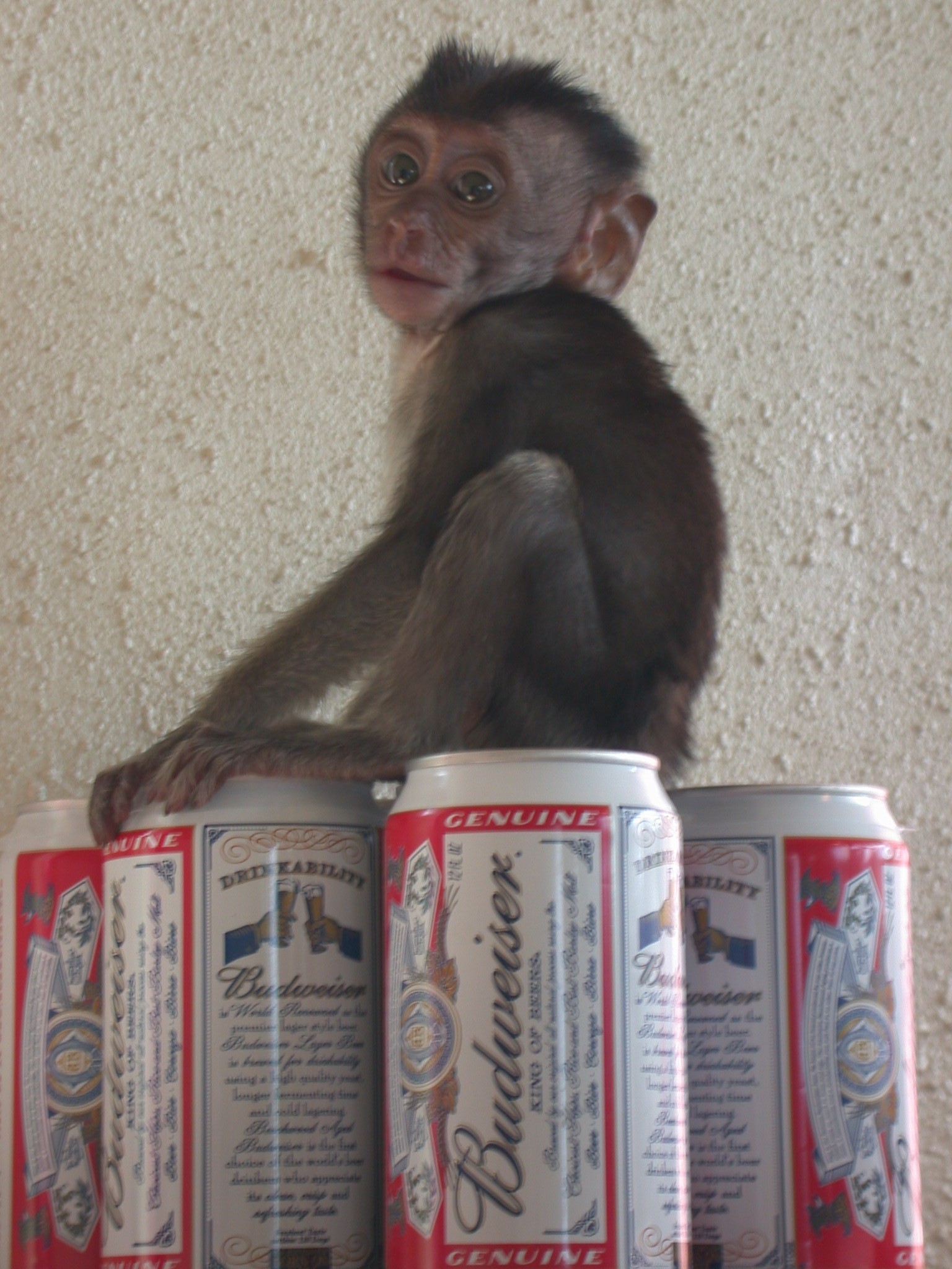 66. Sheshunoff - Monkey - With Beer.JPG