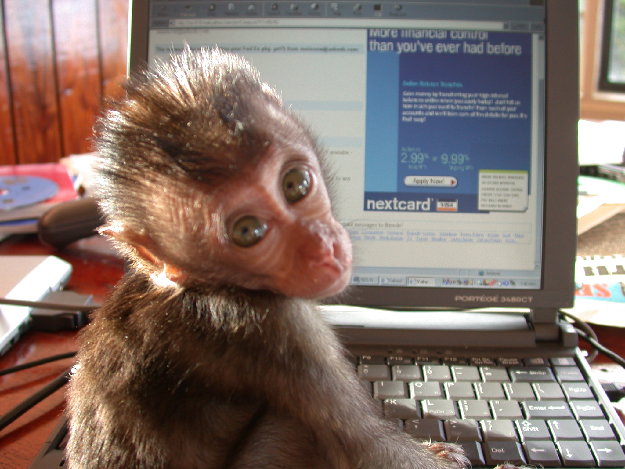2. Sheshunoff - Monkey - With Computer.JPG