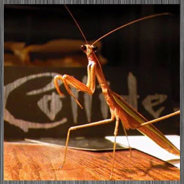 The Mantis