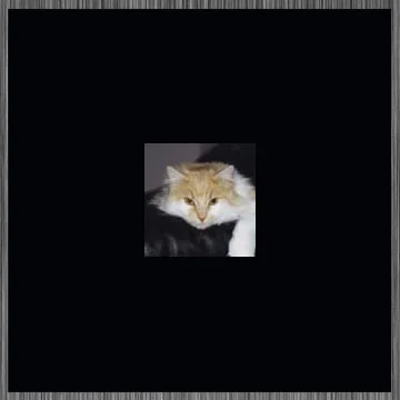 Cat Shaped Hole in my Heart