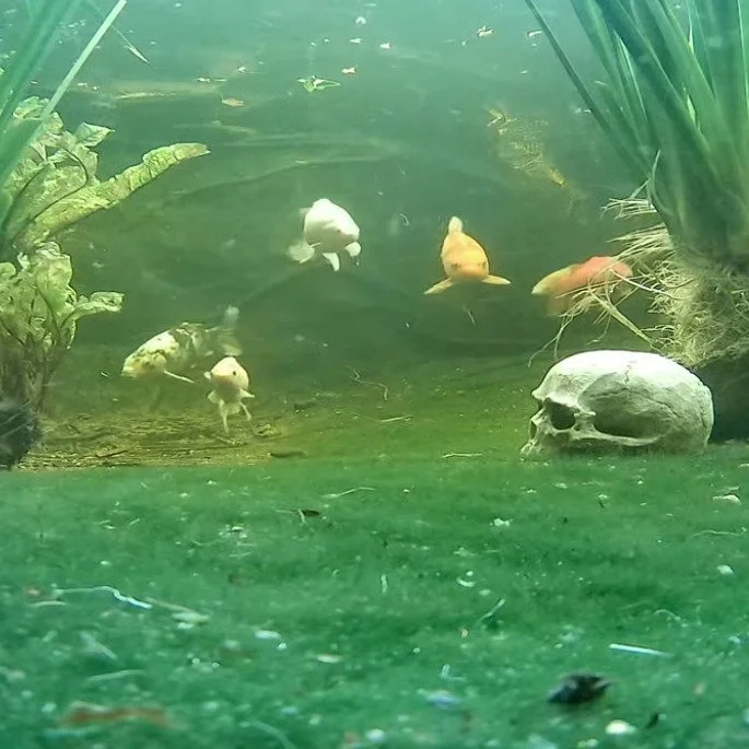 Live Pond Cam going on right now!! ￼￼

Exciting news! While you&rsquo;re waiting for your packages to arrive, we have something new for you to watch &mdash; yes, right now!
As many of you know, if you&rsquo;ve been following along, we have a pond out