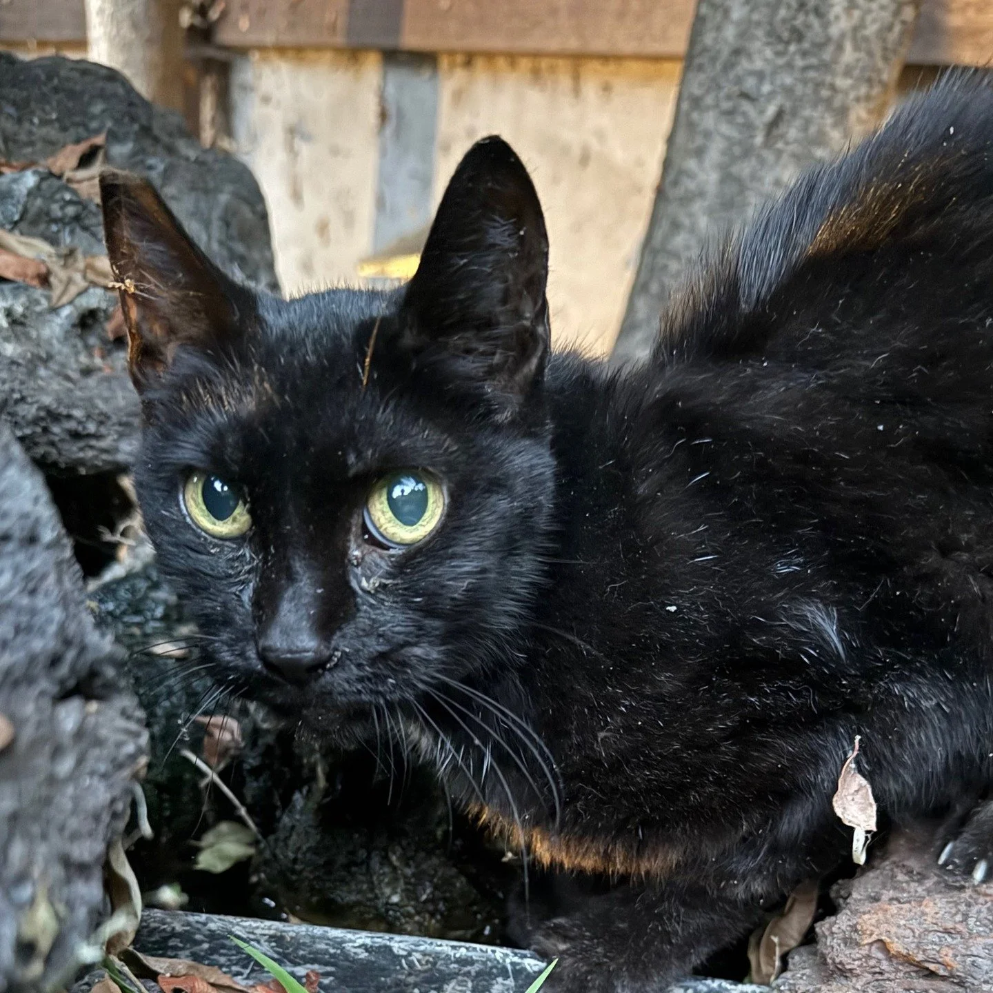 It&rsquo;s National Cat Day, and we have a reason to celebrate!

We&rsquo;d like to introduce Boo, the newest member of our family&hellip; just in time for Halloween! 🎃
Boo showed up in our yard a couple of months ago. She was very, very skinny and 