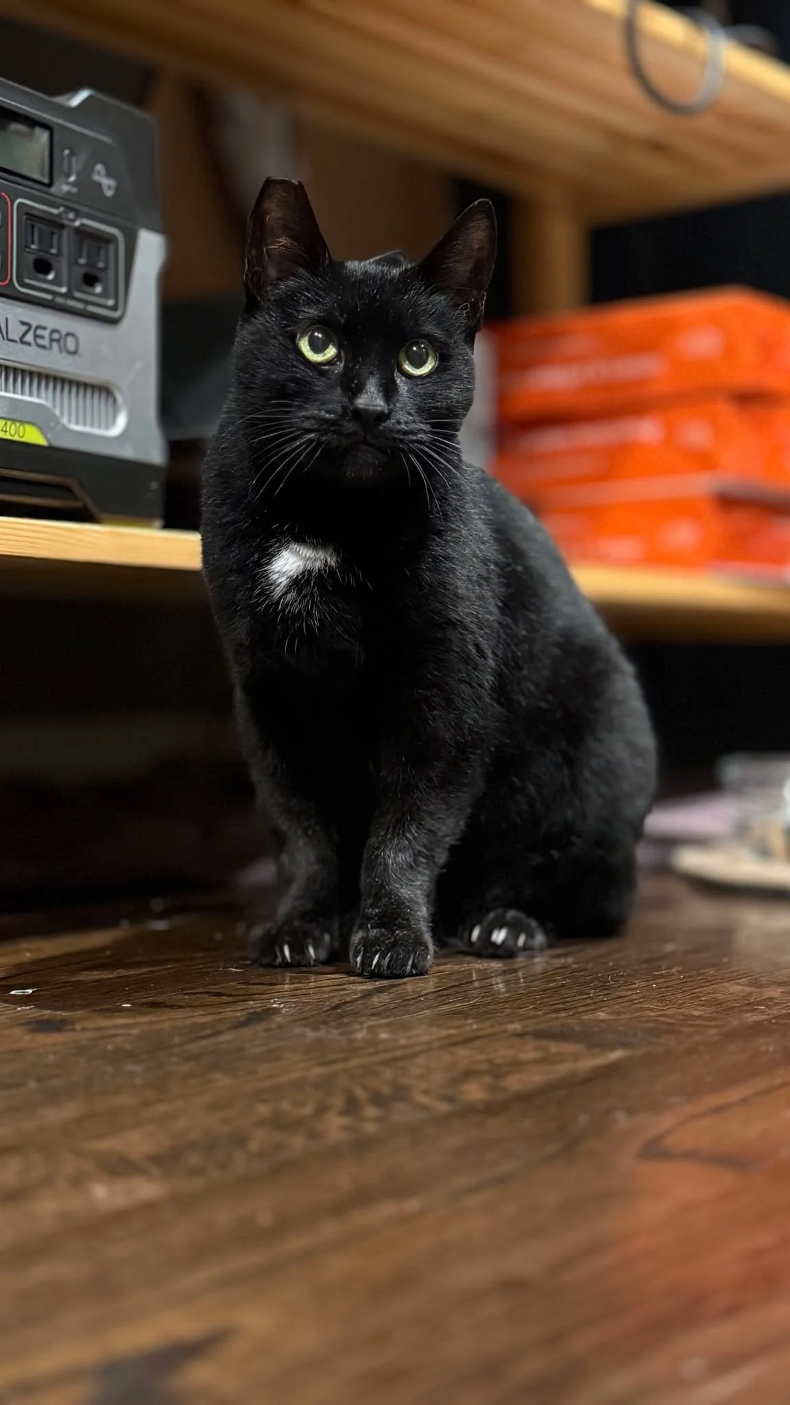 Sending out many thanks, &amp; much 💜 from us, and our latest family addition Boo.