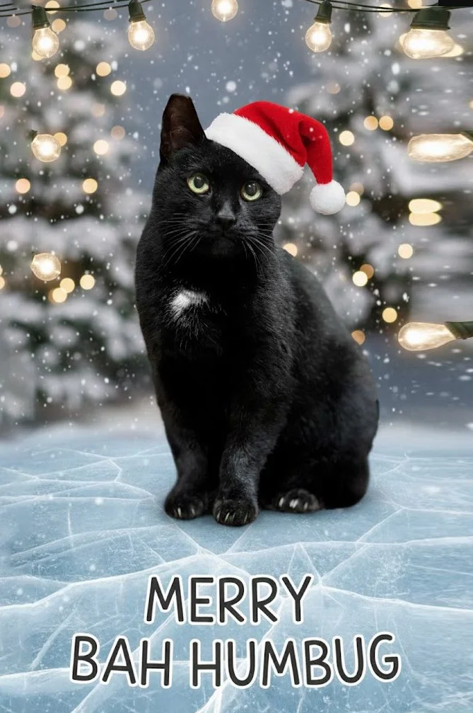 So Merry, Merry &amp; Happy Holidays from us and our furry, fishy and turtly ones. 

Boo who is featured on this years card is our new feral kitty that adopted us and is now adjusting to living in a loving home.  It has been since August that she fou