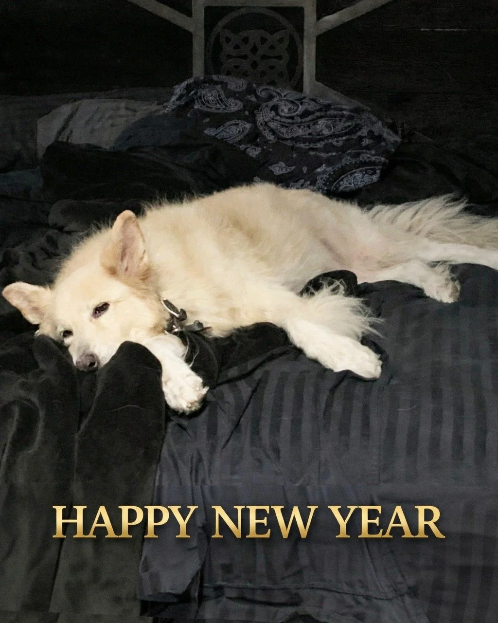 Wishing you all a very Happy New Year!

Whether this year ends with a bang, or a fizzle, or maybe you just need a nap (Nova&rsquo;s favorite thing to do). We hope for all good things in the future for us, and for you.

We thank all of you for being h