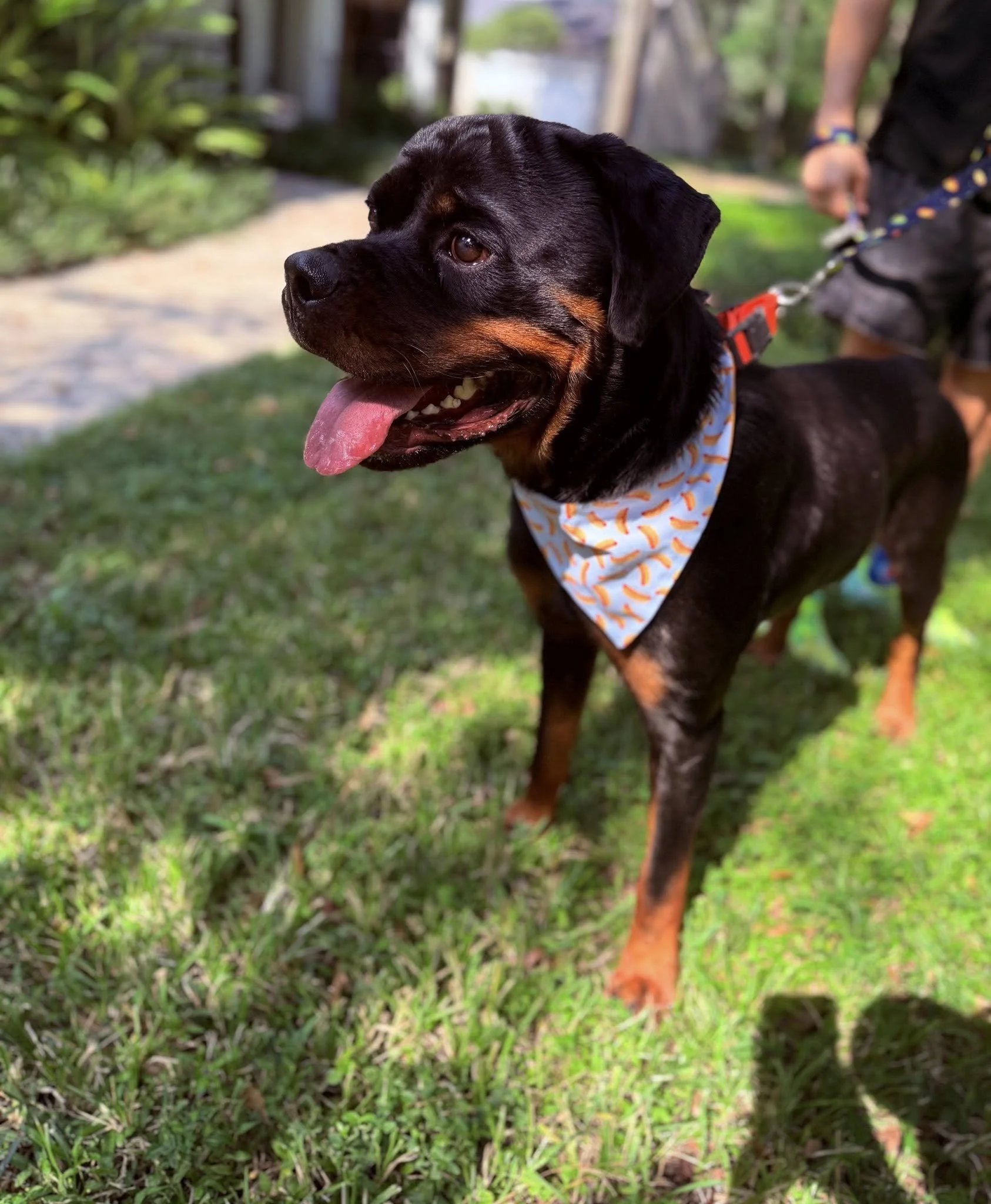 Adoptable Rottweilers — R.E.A.L. Rottweiler Rescue