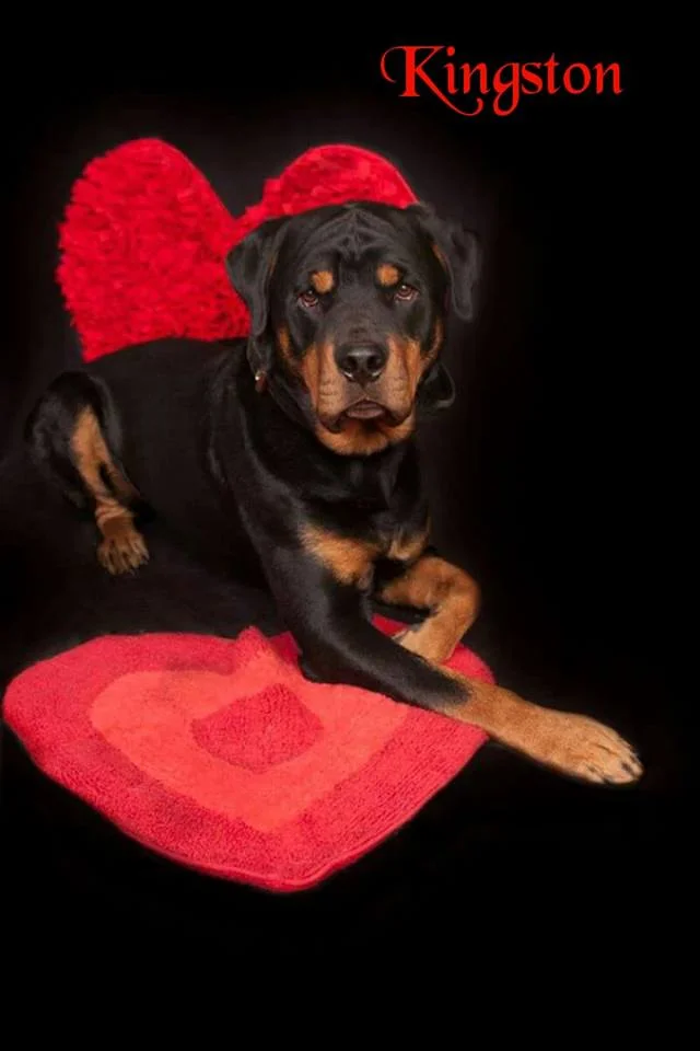 real rottweiler rescue