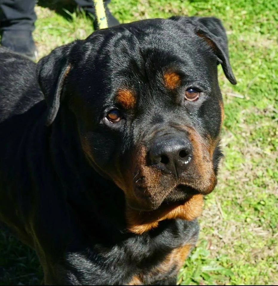real rottweiler rescue