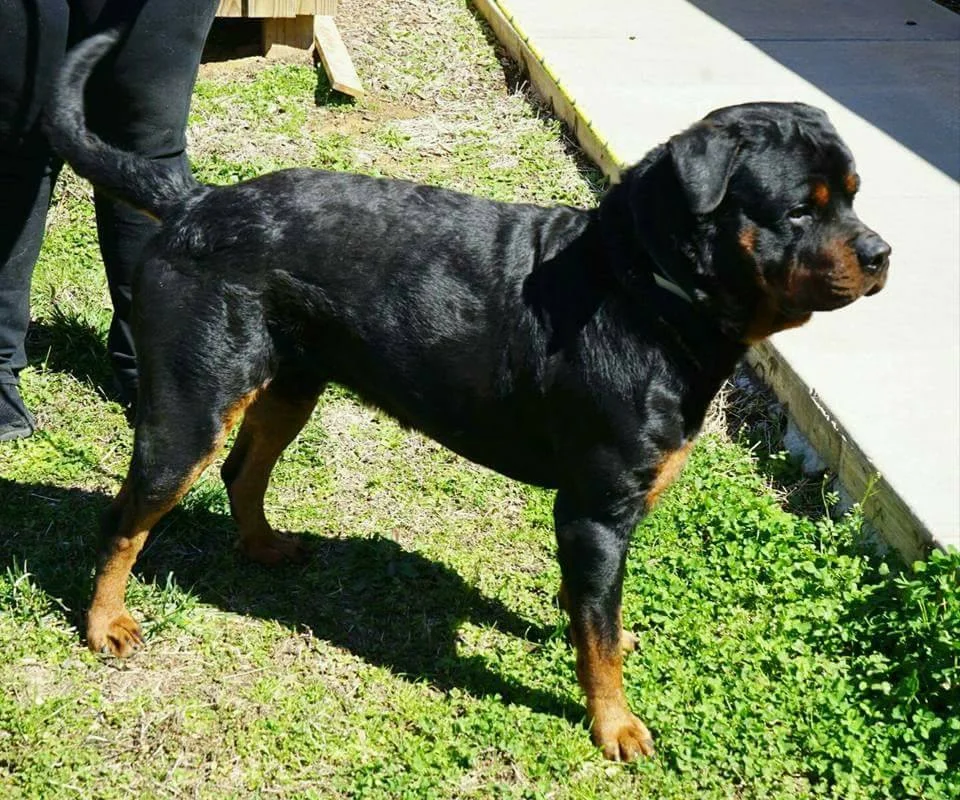 real rottweiler rescue