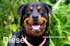 real rottweiler rescue