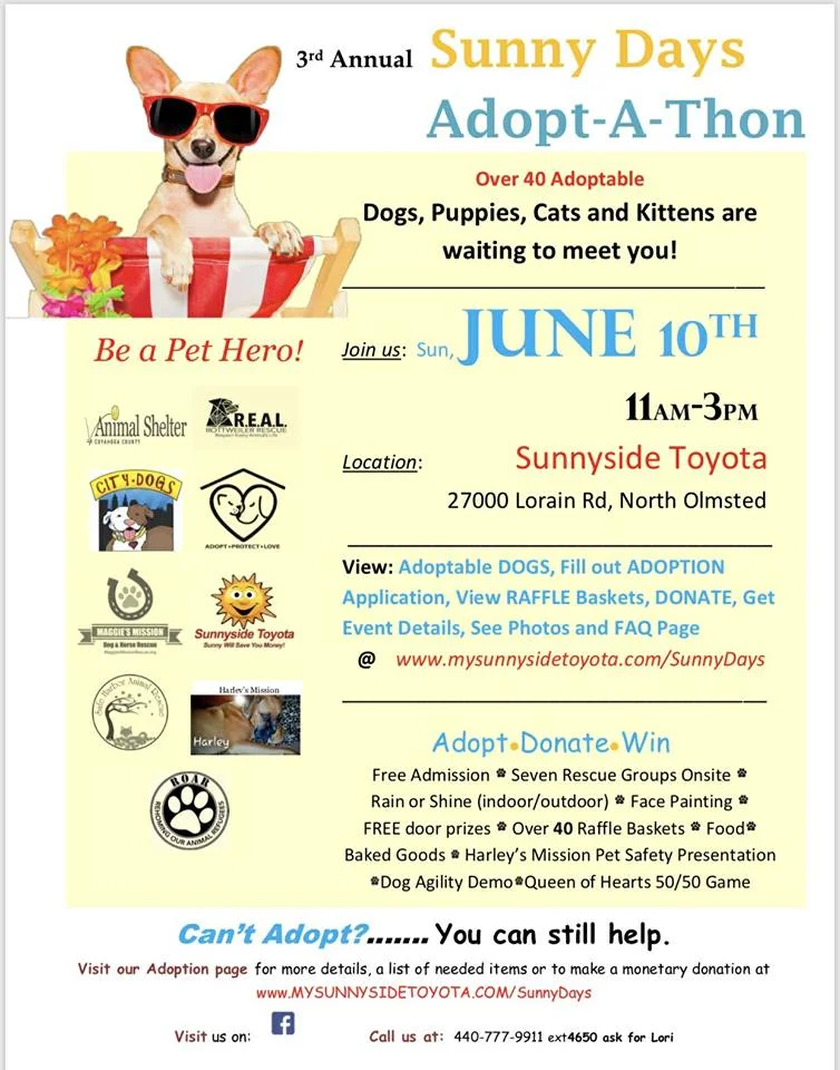 sunnyside dog rescue