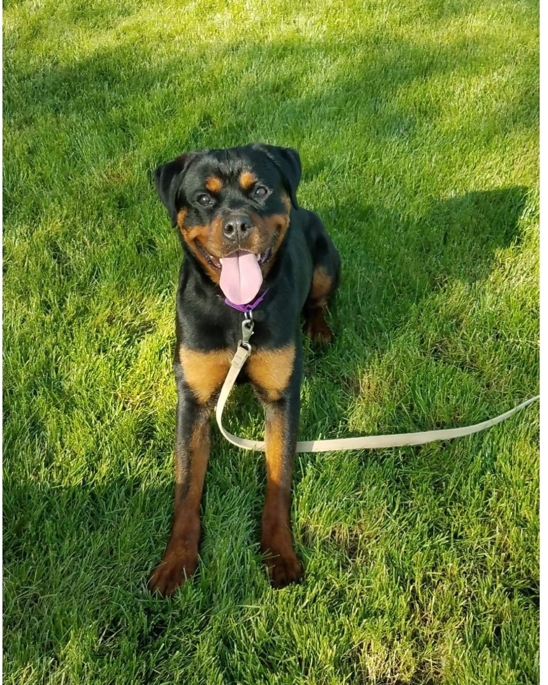 local rottweiler rescue yorkshire