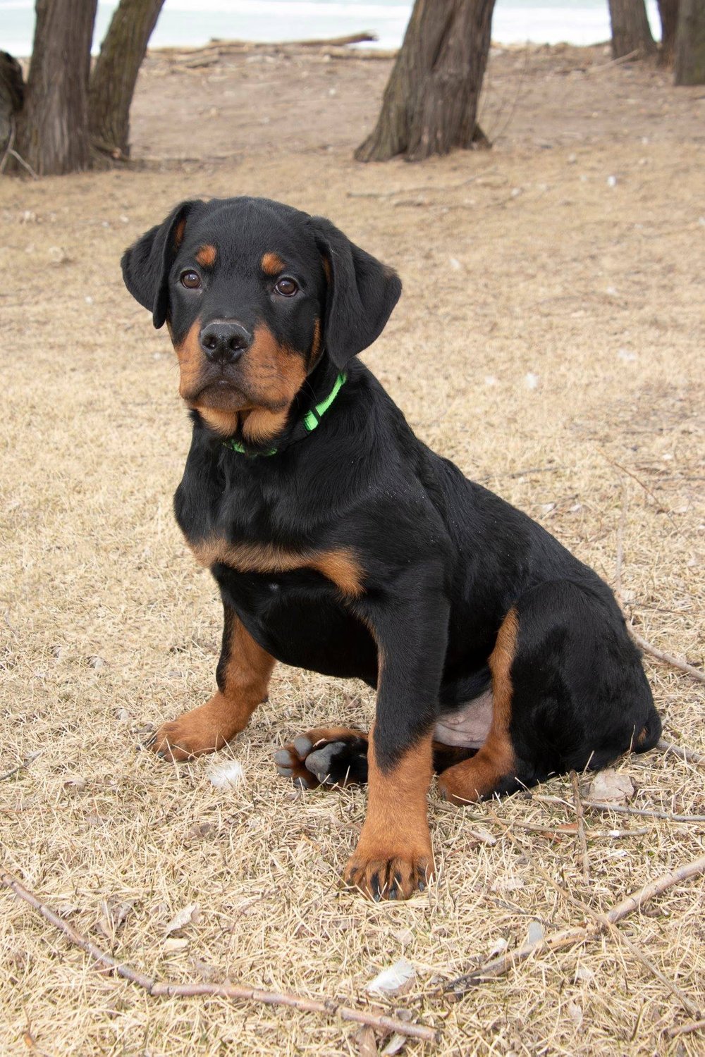 .L. Rottweiler Rescue