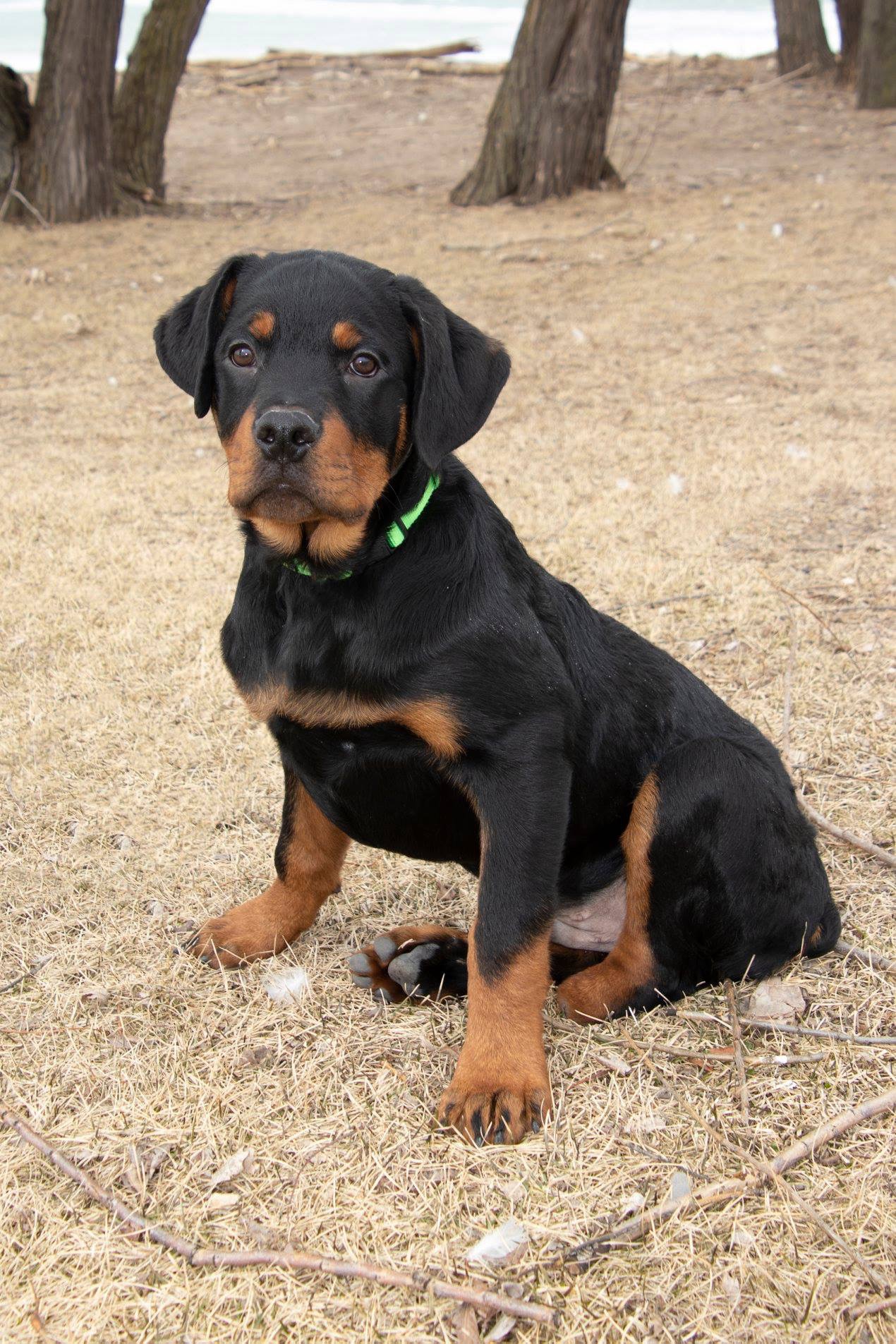 rottweiler rescue