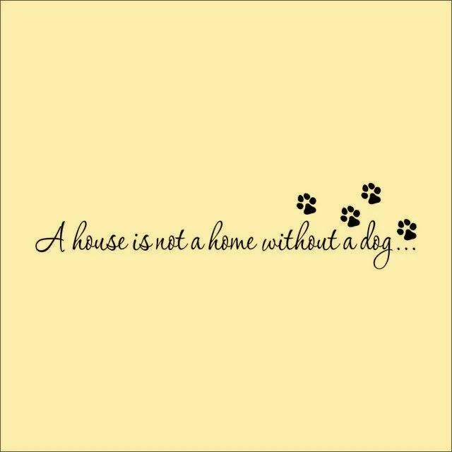 real rottweiler rescue