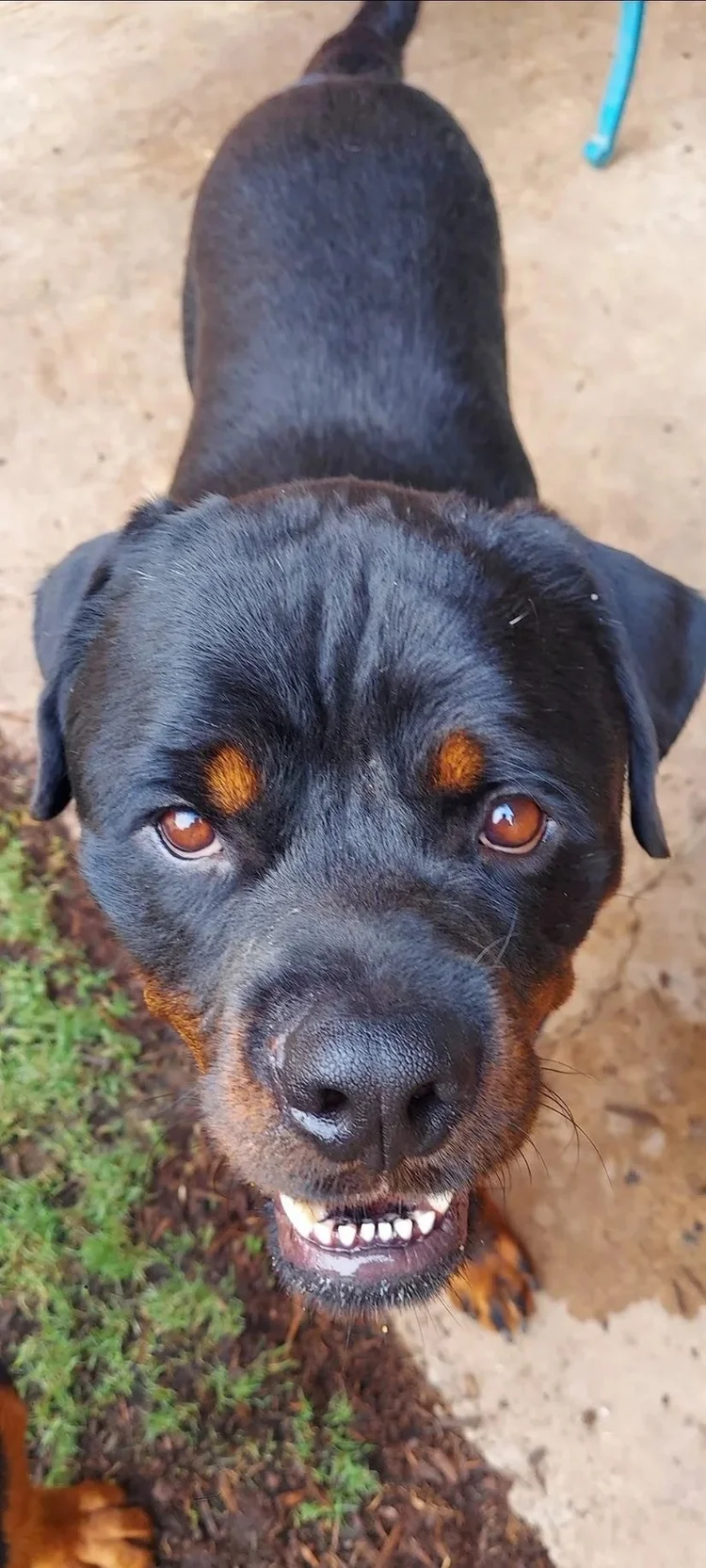 Adoptable Rottweilers — R.E.A.L. Rottweiler Rescue