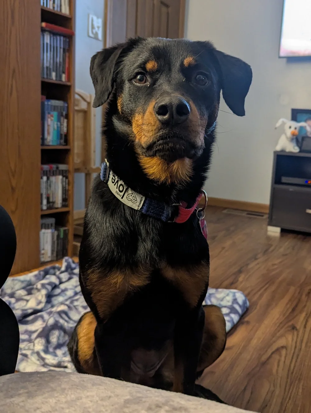 Adoptable Rottweilers — R.E.A.L. Rottweiler Rescue