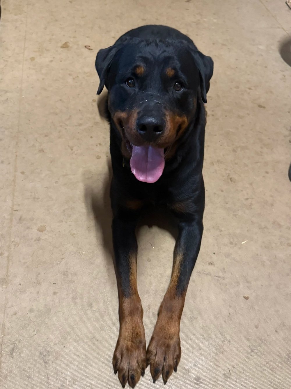 Adoptable Rottweilers — R.E.A.L. Rottweiler Rescue