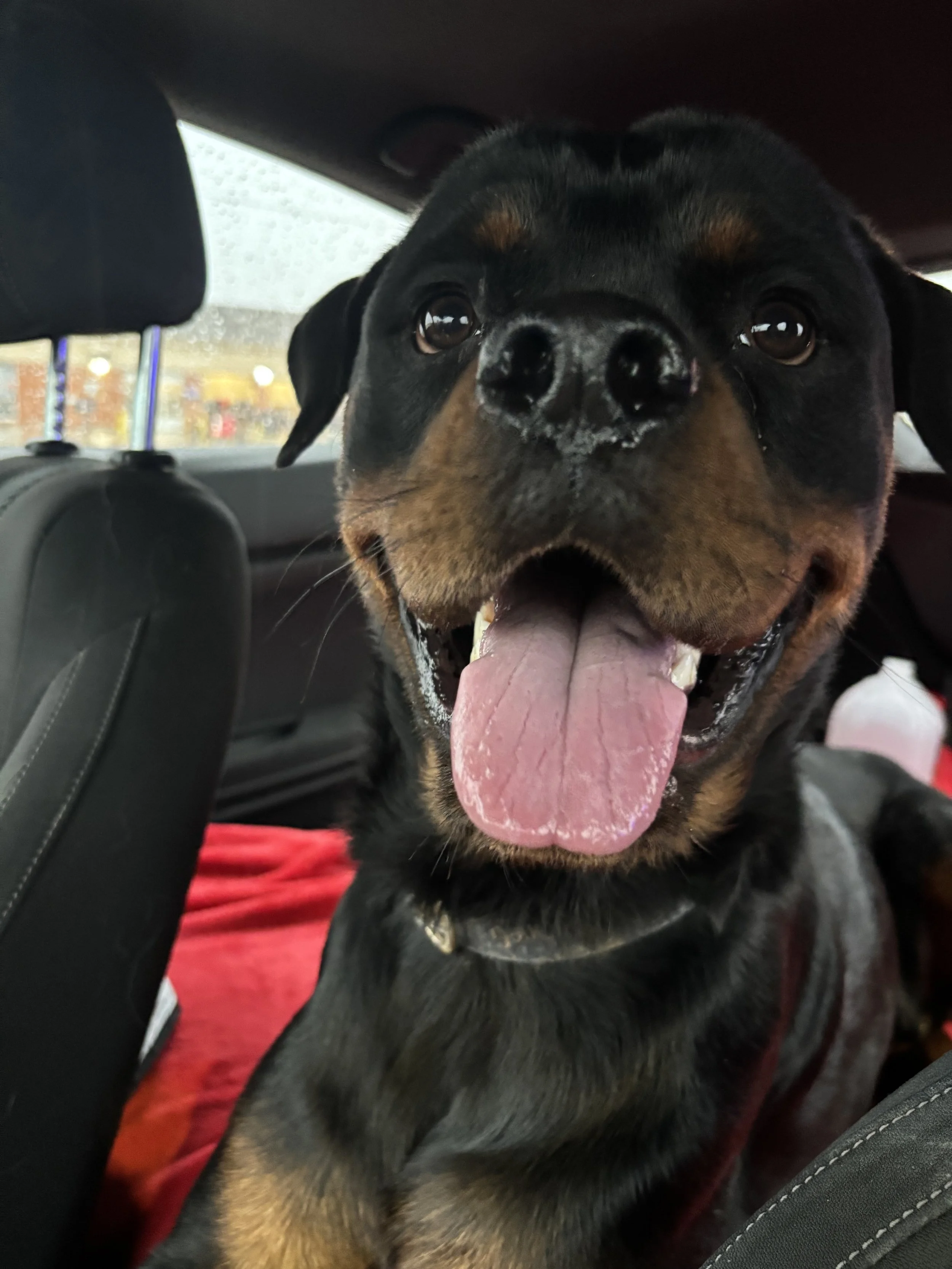 Adoptable Rottweilers — R.E.A.L. Rottweiler Rescue