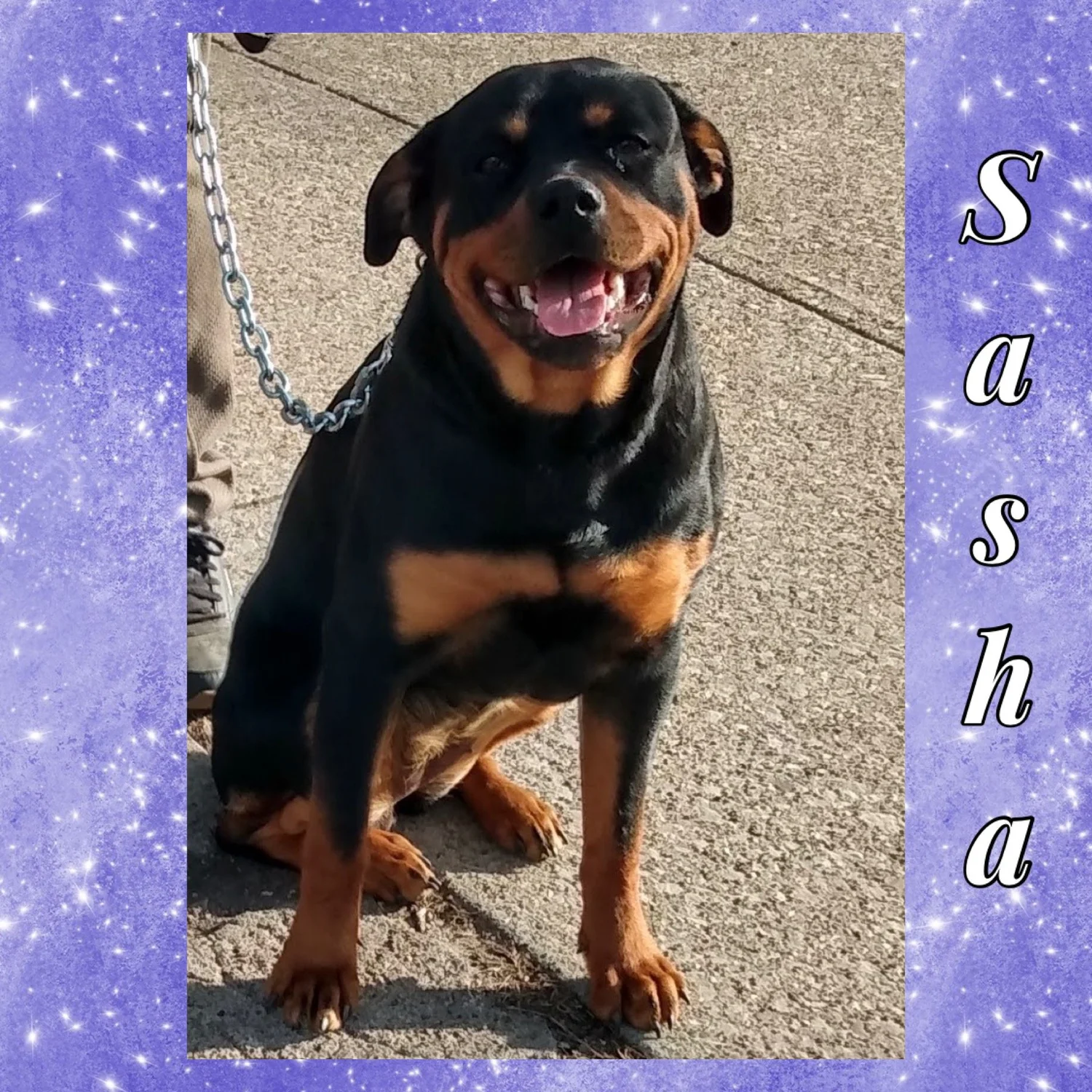 Adoptable Rottweilers — R.E.A.L. Rottweiler Rescue