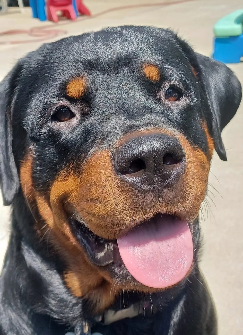 Adoptable Rottweilers — R.E.A.L. Rottweiler Rescue